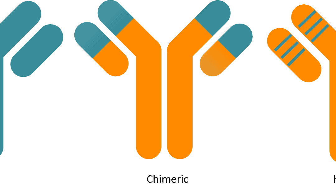 GTP Bioways CDMO - Everything you always wanted to know about Antibody Humanisation